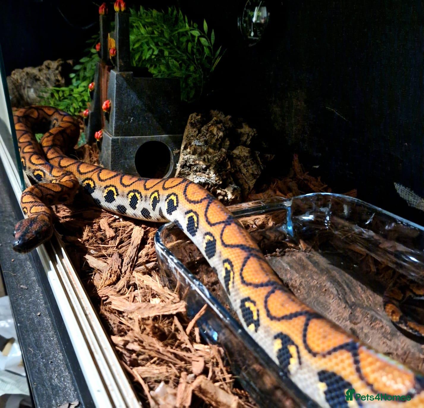Boa Snake reptiles Brazilian Rainbow Boa  - Advert 6