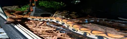 Boa Snake reptiles for sale: Brazilian Rainbow Boa  - Advert 1