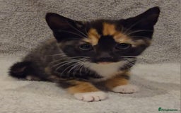 Mixed Breed cats for sale: 🐾 Gorgeous Fluffy Kittens for Loving Homes 🐾 - Image 4