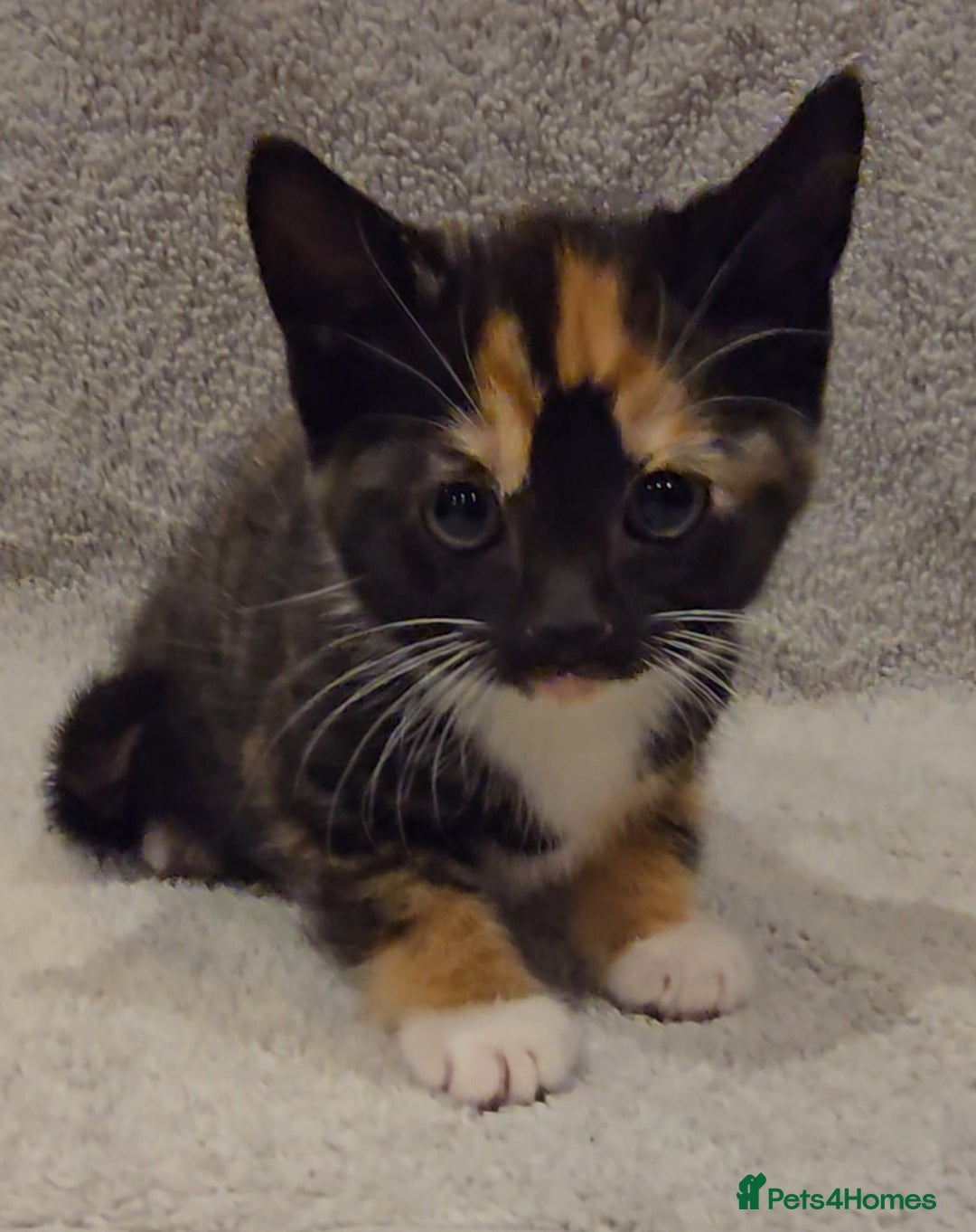 Mixed Breed cats for sale: 🐾 Gorgeous Fluffy Kittens for Loving Homes 🐾 - Image 4