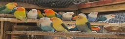 Lovebirds birds for sale: Lovebird fischer's opalines - Advert 14