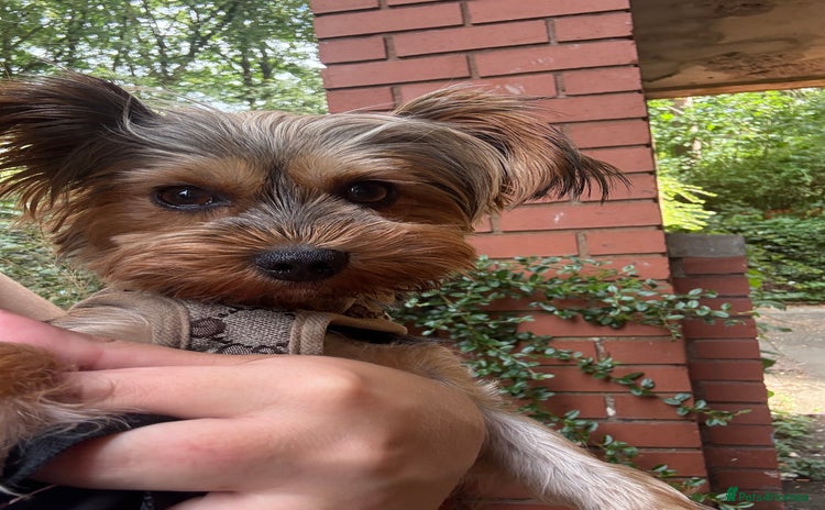 Yorkshire Terrier dogs - Advert 4