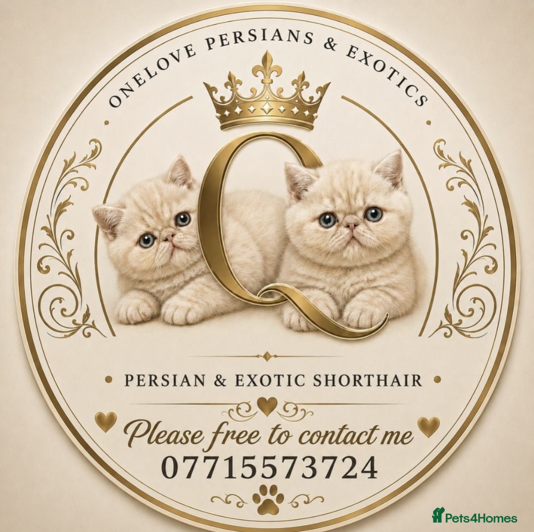 Exotic cats Chunky gorgeous Gccf registered boys  - Advert 1