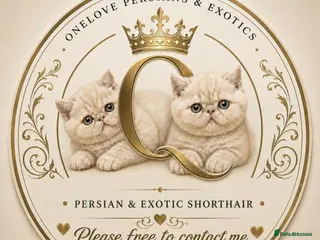 Exotic cats Chunky gorgeous Gccf registered boys - Advert 1