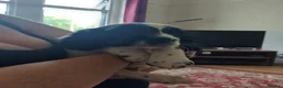 Sprocker dogs for sale: Gorgeous Sprocker Spaniel Puppies! - Advert 21