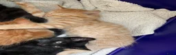 Mixed Breed cats for sale: 5 x Beautiful Fluffy Kittens Ready For New Homes  - Advert 11
