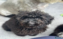Cavapoo dogs for sale: Black female cavapoo - Image 3