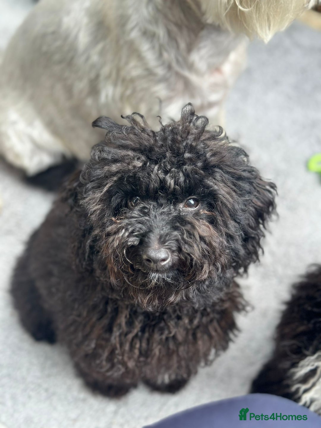 Cavapoo dogs for sale: Black female cavapoo - Image 3