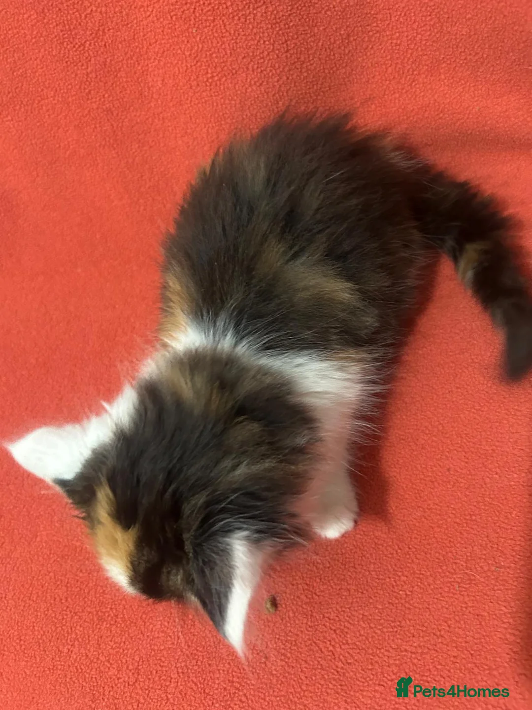 RagaMuffin cats for sale: Kittens for sale  - Advert 9