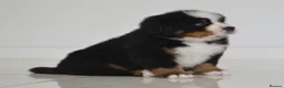 Bernese Mountain Dog dogs for sale: KC REGISTERED BERNEESE PUPPIES  - Advert 15