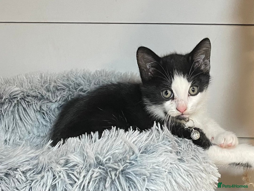 Mixed Breed cats for sale: Three energetic kittens: Noodle, Peanut and Daisy - Advert 10