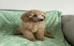 Standard Poodle dogs for sale: Stunning KC Standard Poodle Puppies for sale - Image 9