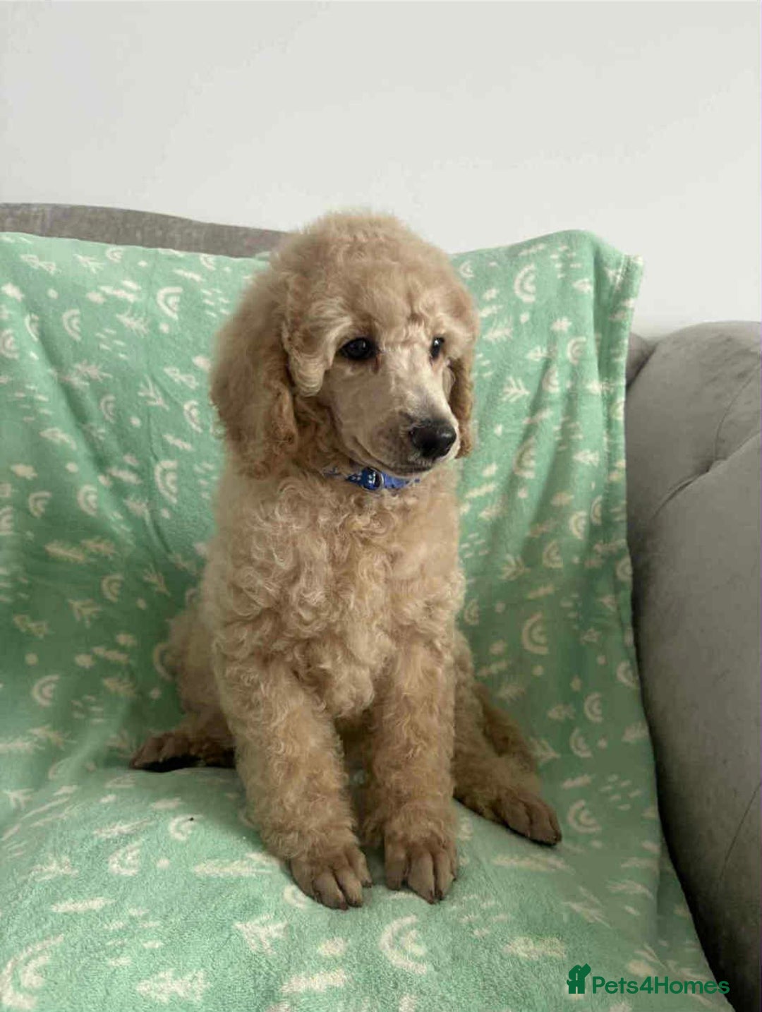 Standard Poodle dogs for sale: Stunning KC Standard Poodle Puppies for sale - Image 9