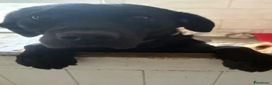 Labrador Retriever 1