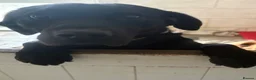 Labrador Retriever dogs for sale: 2 female black labs for sale  - Advert 13