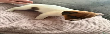 Jack Russell Puppy 1