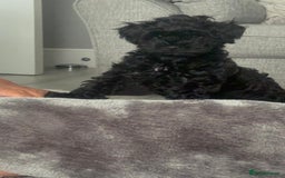 Toy Poodle dogs for sale: 🌟TOY POODLES READY FOR THERE FOREVER HOMES 🌟 - Image 7