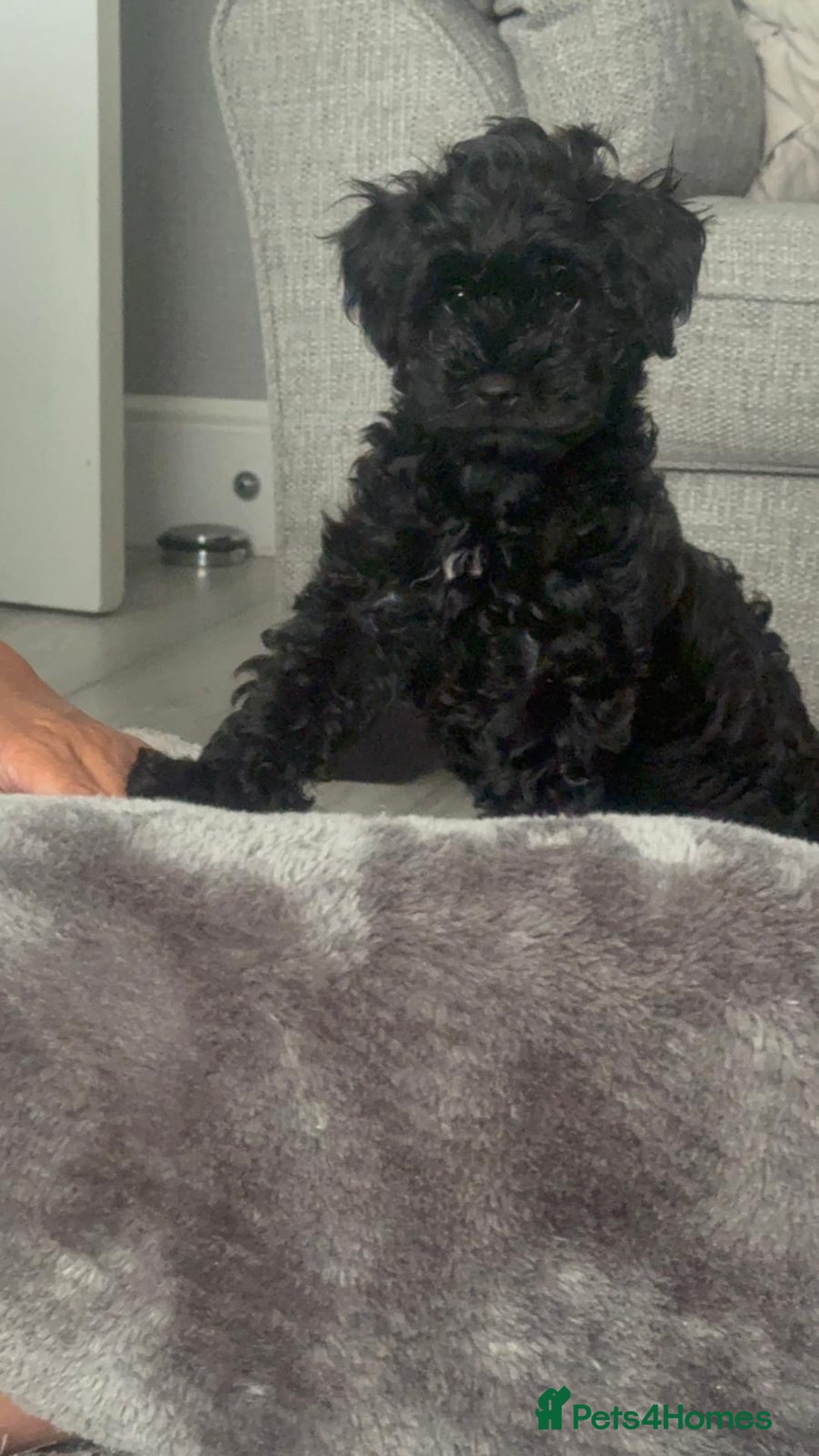 Toy Poodle dogs for sale: 🌟TOY POODLES READY FOR THERE FOREVER HOMES 🌟 - Image 7