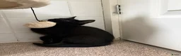 Mixed Breed cats for sale: Kittens looking for new homes - Advert 11