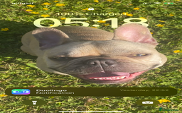 French Bulldog dogs for sale: 4 year old French Bulldog - Image 5