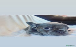 French Bulldog dogs for sale: French bulldogs , one fluffy (like his mum)  - Image 14