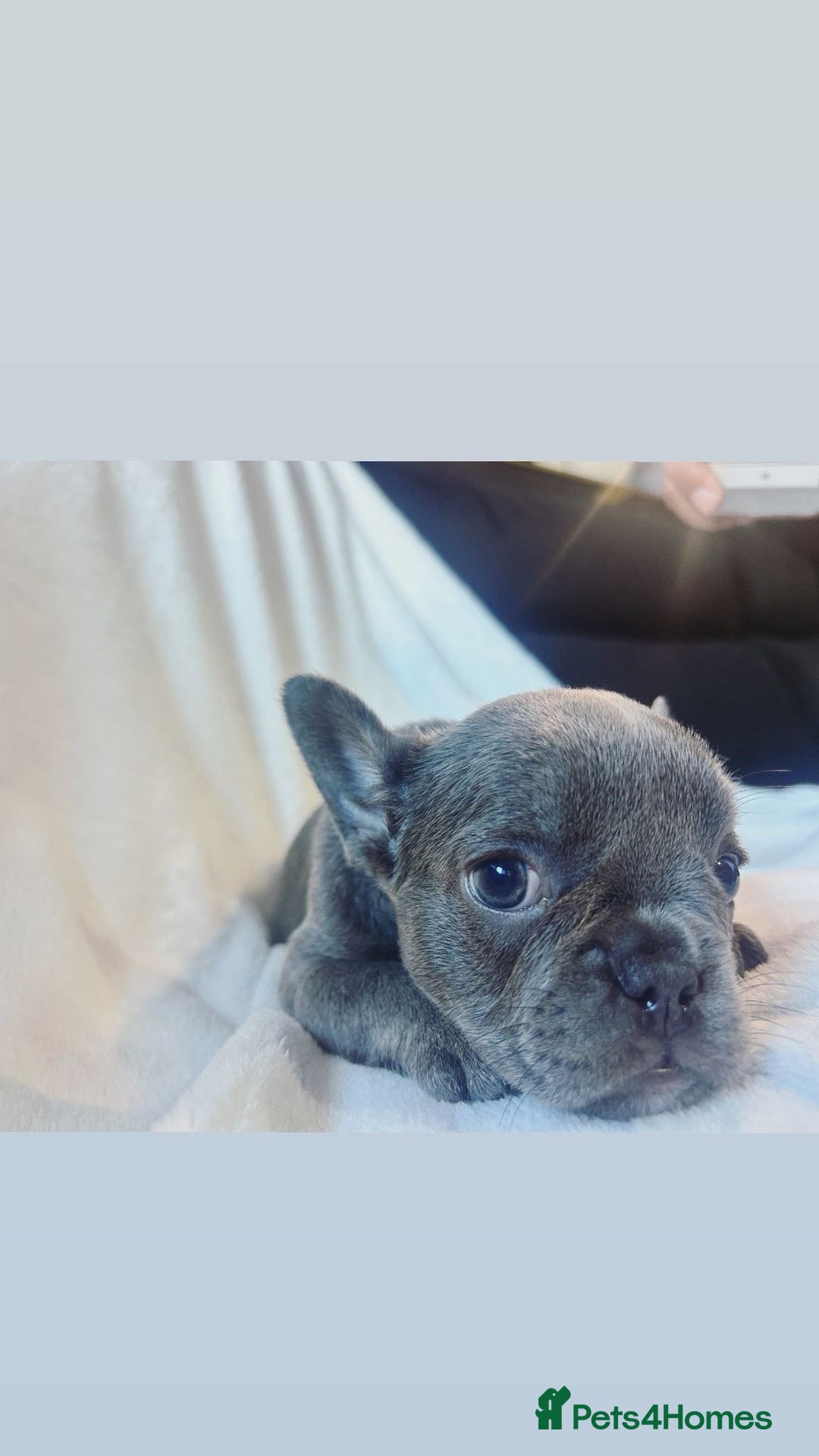French Bulldog dogs for sale: French bulldogs , one fluffy (like his mum)  - Image 14