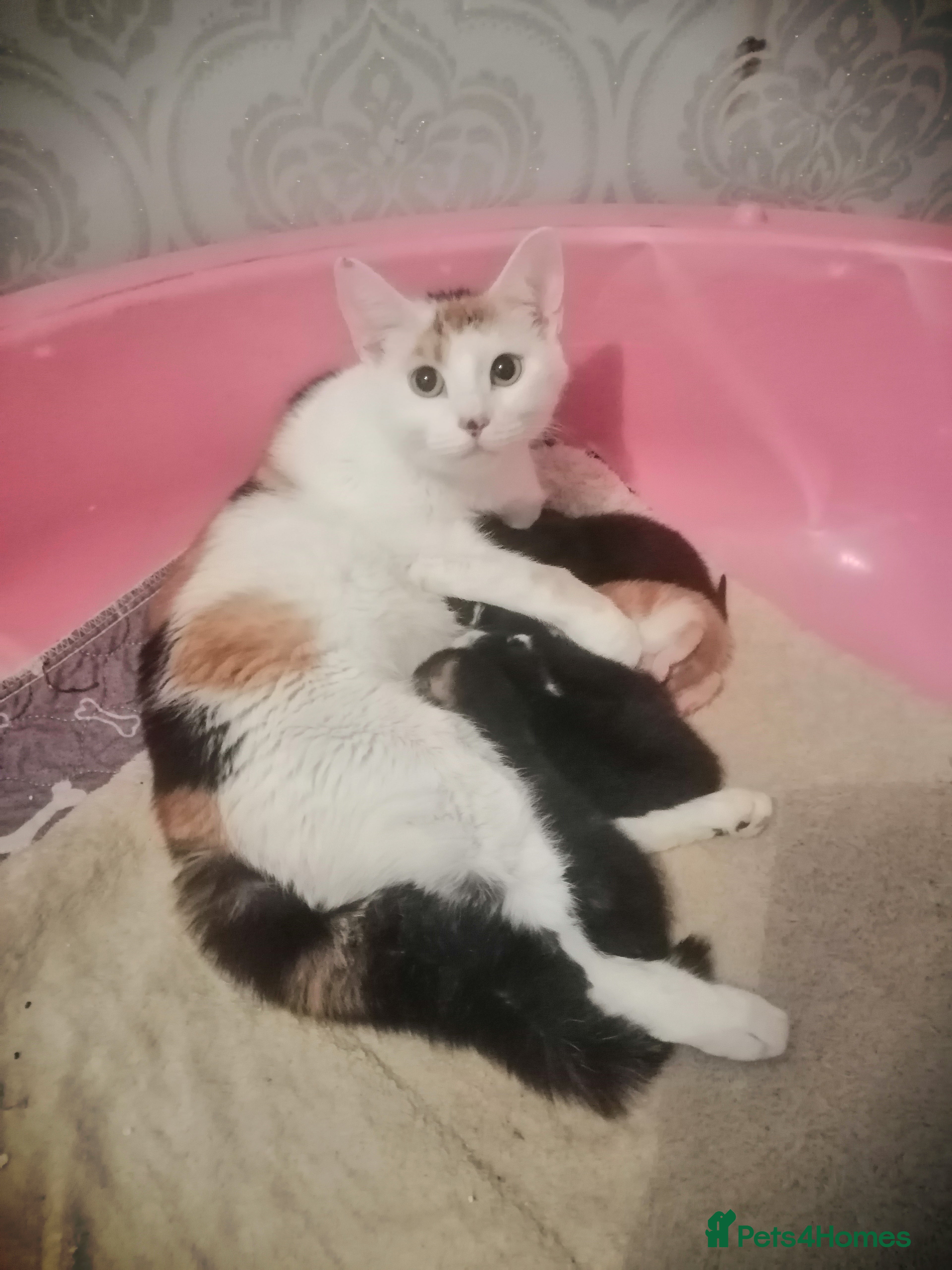 Mixed Breed cats 5 Beautiful kittens  - Advert 1