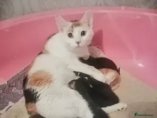 Mixed Breed cats 5 Beautiful kittens - Advert 1