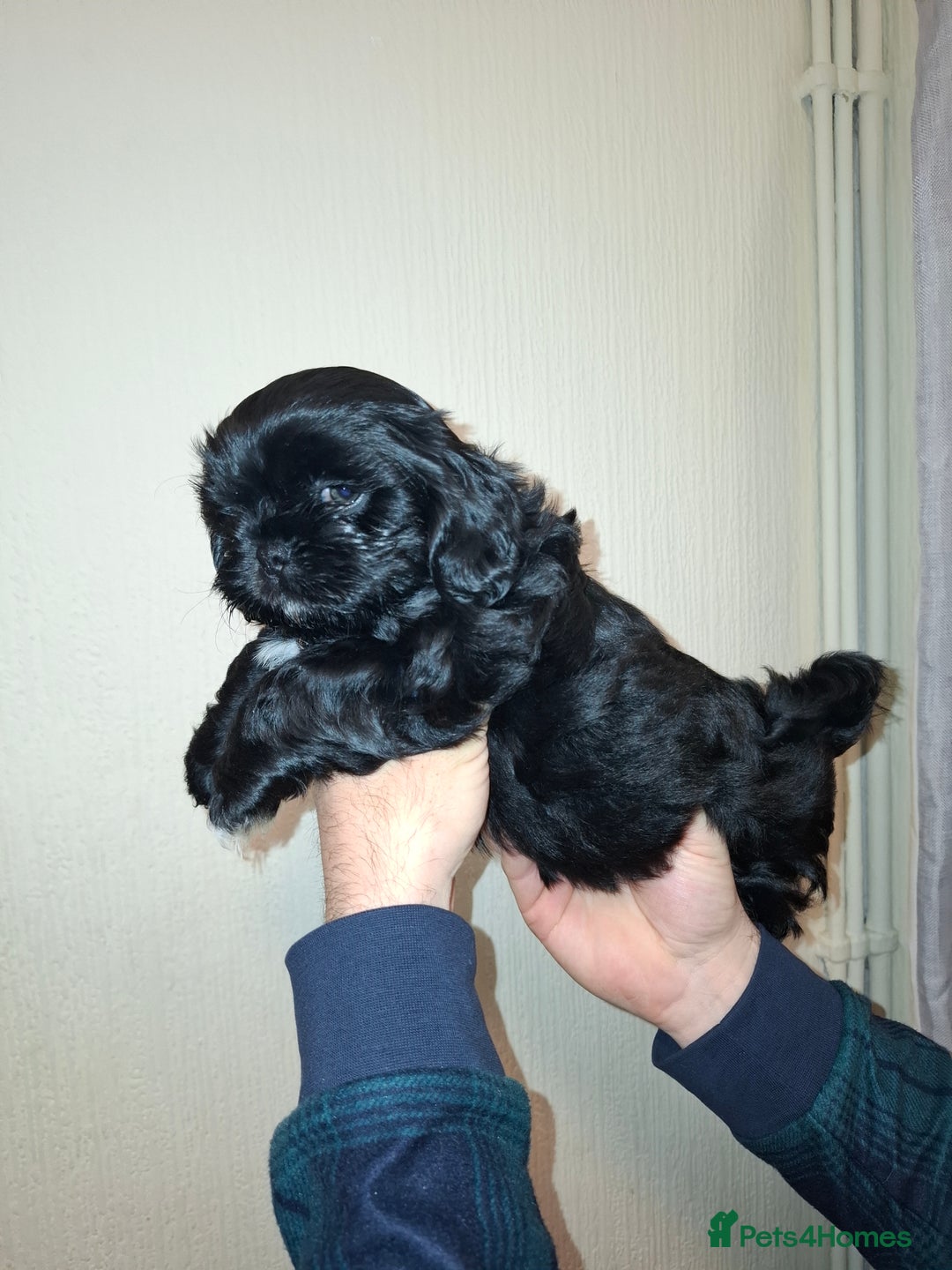 Shih Tzu dogs for sale: 2 boy shih tzu for sale  - Advert 4