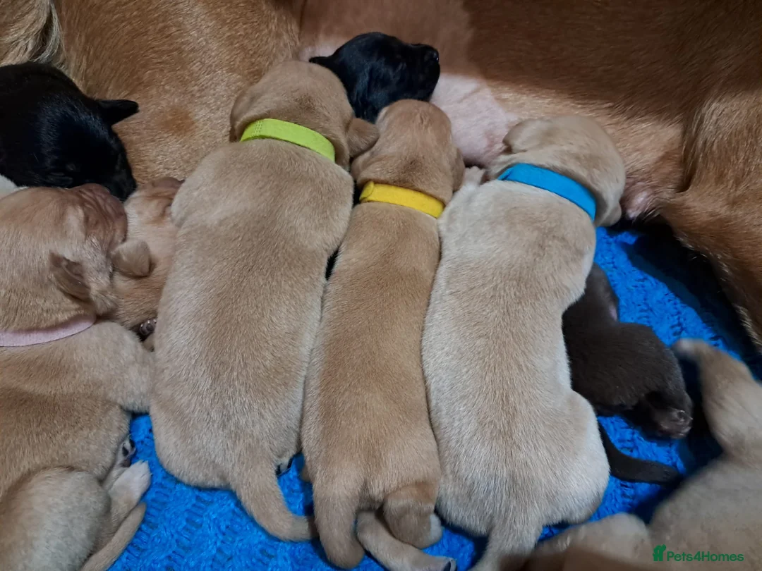 Labrador Retriever dogs for sale: Labrador Puppies - Advert 2