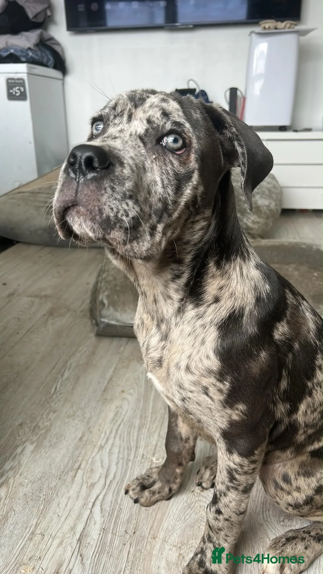 Cane Corso dogs for sale: 6 month old merele cane corso  - Advert 2
