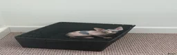 Sphynx cats for sale: sphynx kittens for sale - Advert 30