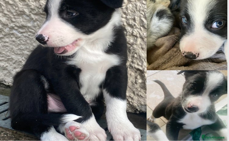 Border Collie dogs - Advert 1