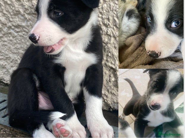 Border Collie dogs - Advert 4