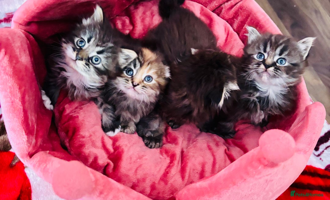 Scottish Fold cats for sale: Gorgeous Scottish Fold long hair - Image 8