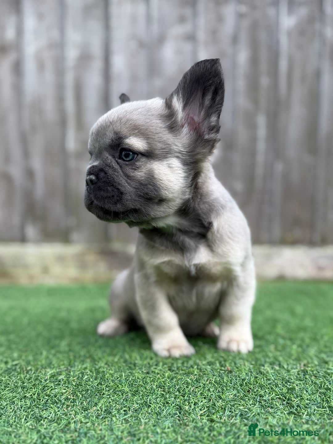 French Bulldog dogs for sale: Full fluffy Last boy - ready to leave 💙 - Advert 2