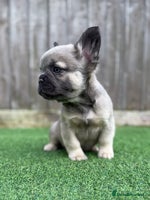 French Bulldog dogs Full fluffy Last boy - ready to leave 💙 - Advert 5