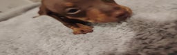 Miniature Dachshund dogs for sale: Mini dachshund - Advert 3