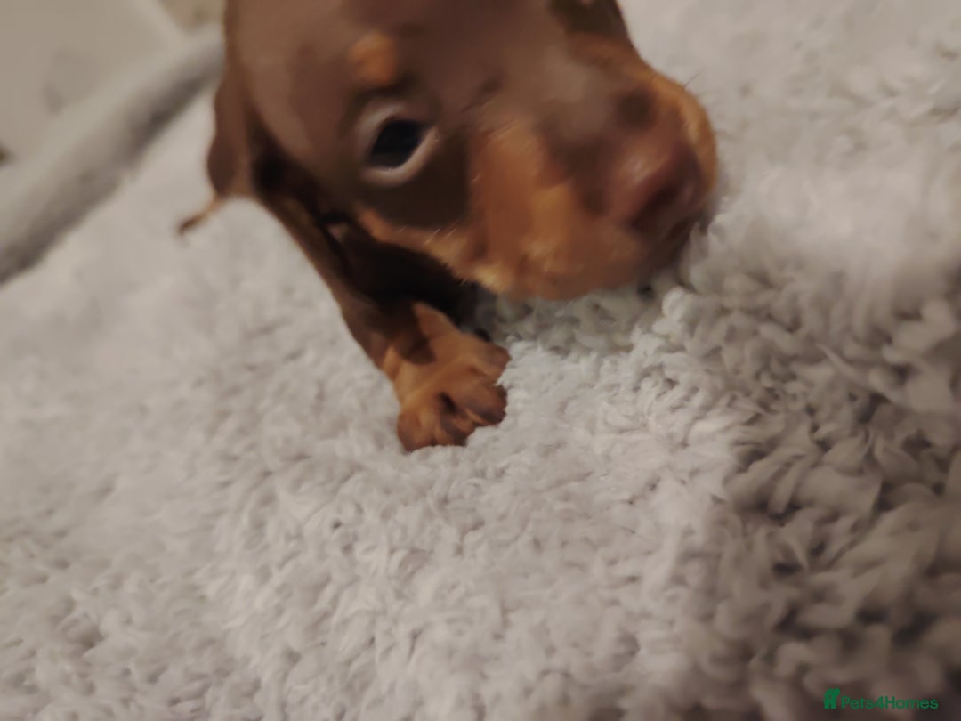 Miniature Dachshund dogs for sale: Mini dachshund - Advert 3