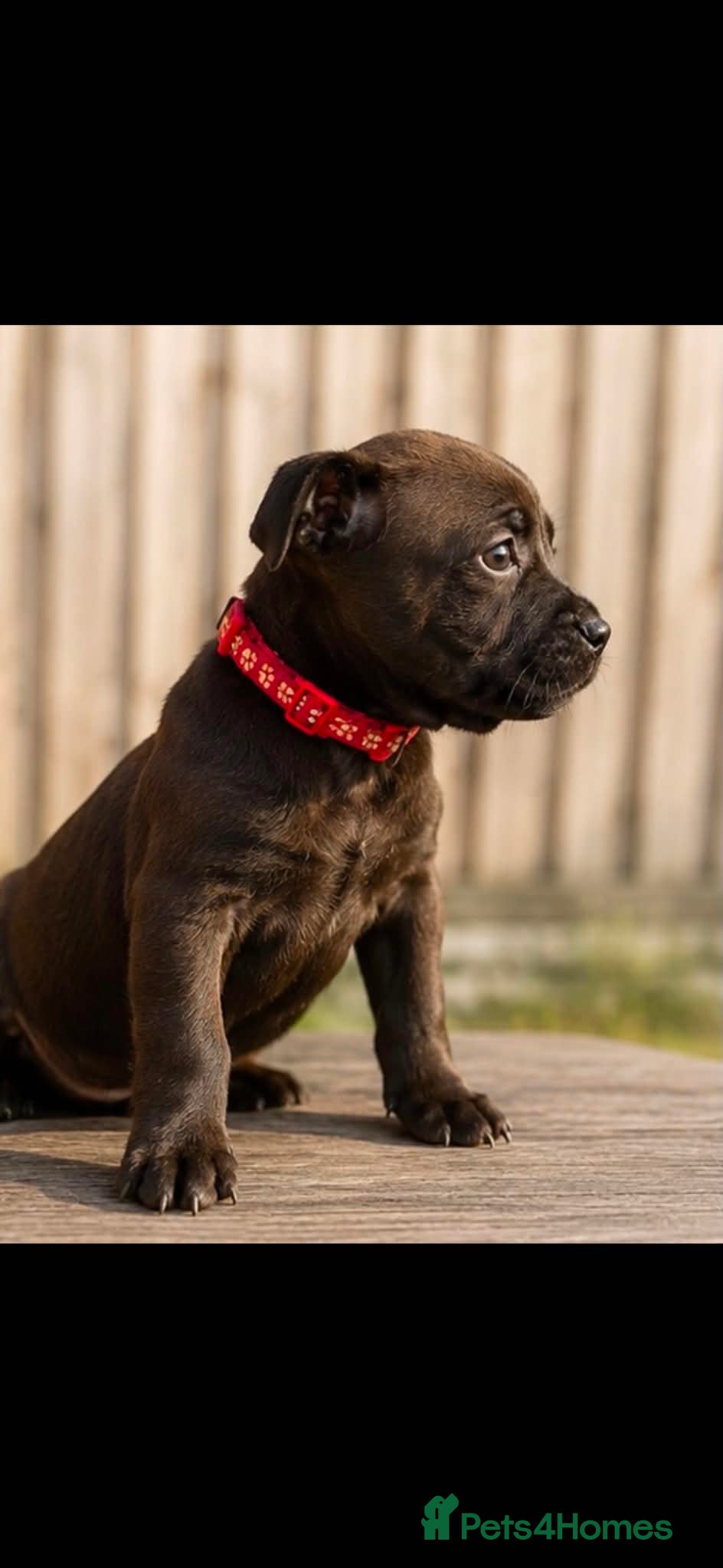Staffordshire Bull Terrier dogs Kc Staffordshire bull terrier pups champion lined  - Advert 2
