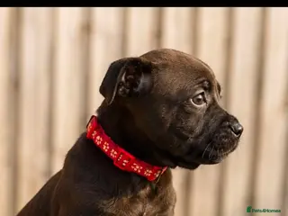 Staffordshire Bull Terrier dogs Kc Staffordshire bull terrier pups champion lined - Advert 2