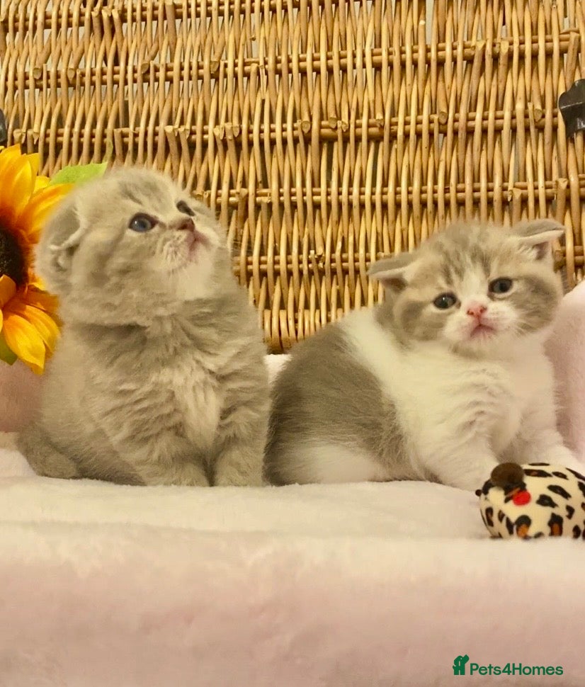 Scottish Fold cats 🧸QUALITY TICA REG FAWN SCOTTISH/BSH 😻🧸 - Advert 3
