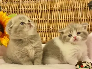 Scottish Fold cats 🧸QUALITY TICA REG FAWN SCOTTISH/BSH 😻🧸 - Advert 3