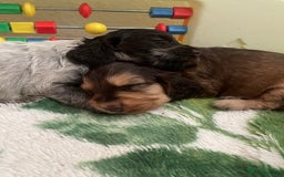 Cocker Spaniel dogs for sale: KC Show Cockers - 1 Girl , 3 Boys remaining! - Image 30
