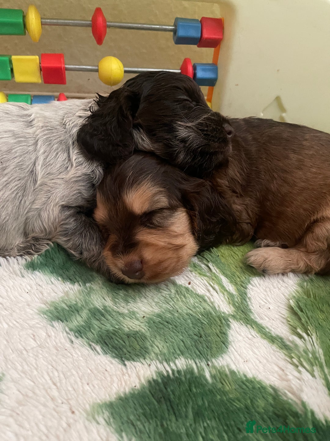 Cocker Spaniel dogs for sale: KC Show Cockers - 1 Girl , 3 Boys remaining! - Image 30