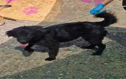 Mixed Breed dogs for adoption: 🐾Nora - a cheerful little star in a compact frame - Image 3