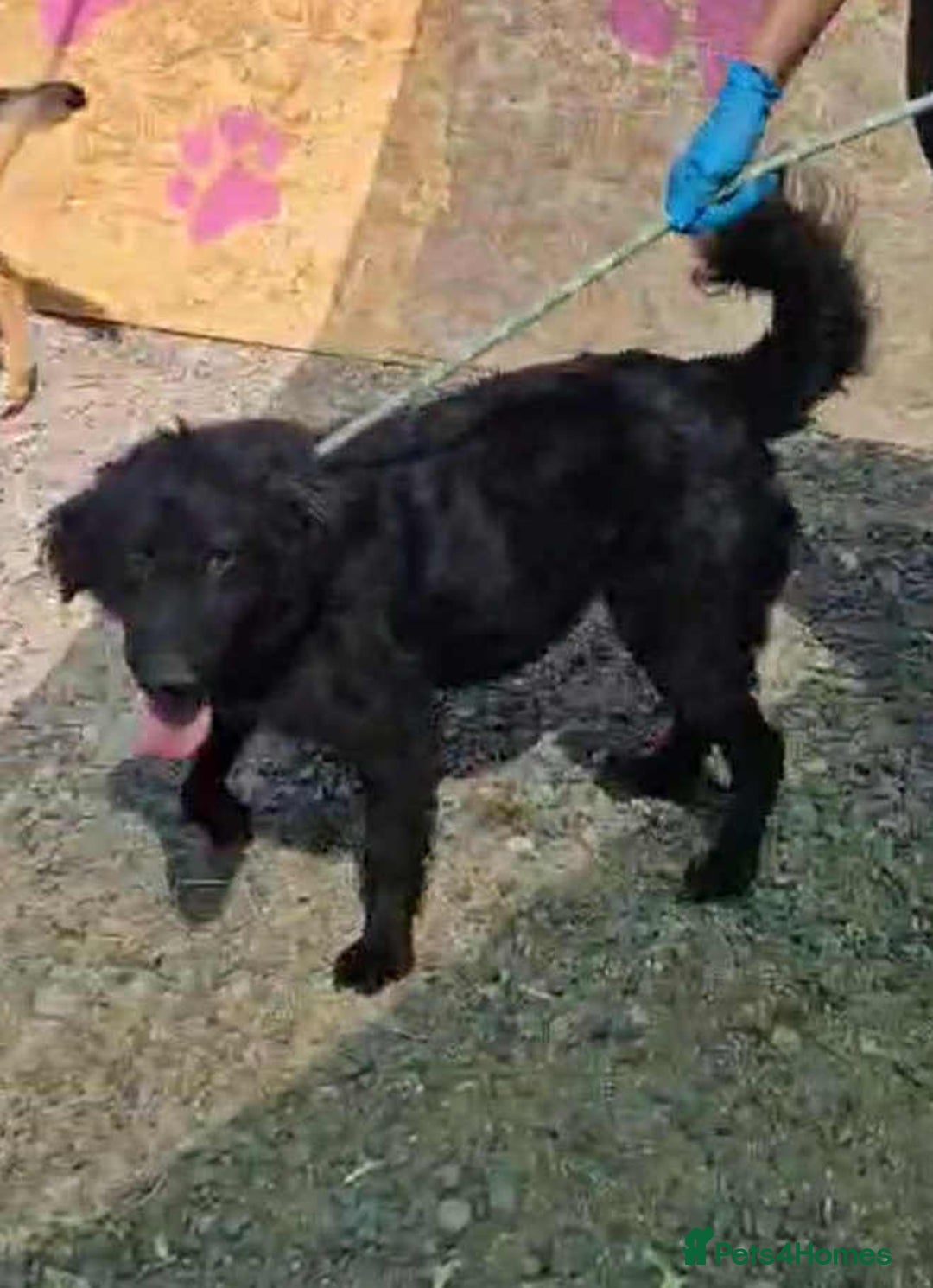 Mixed Breed dogs for adoption: 🐾Nora - a cheerful little star in a compact frame - Image 3