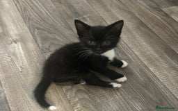 Ragdoll cats for sale: Ragdoll cross kittens £250 each  - Image 5