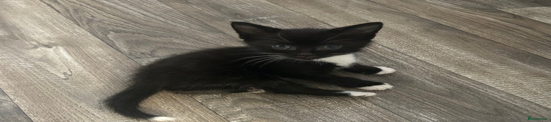 Ragdoll Kitten 2