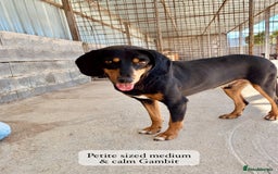 Mixed Breed dogs for adoption: Gambit, 5 yrs approx. Available for adoption. - Image 13